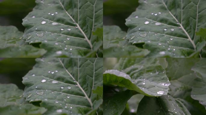 水珠 菜叶上的水珠