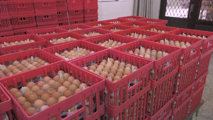 孵化室 框内鸡蛋 人工转运 放入种蛋架
