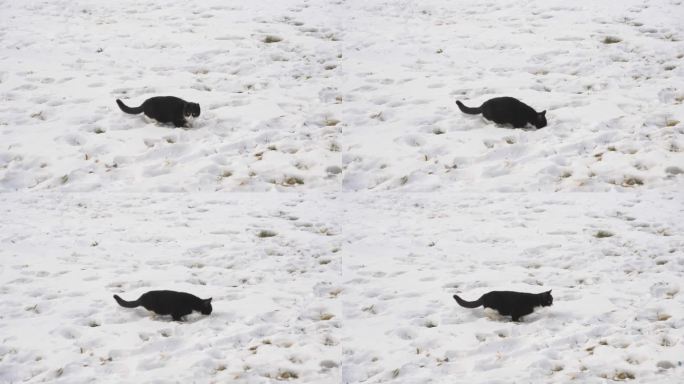 小黑猫在雪地上行走玩耍