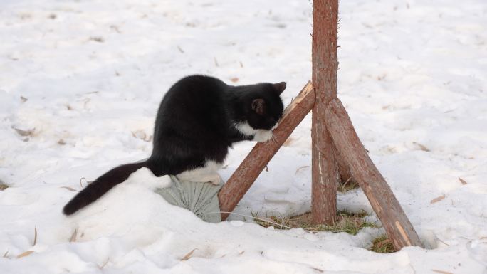 雪地上猫树干上磨爪子