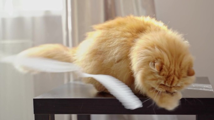 一只红色的大猫坐在桌子上。游戏的布带绕着它飞。毛毛用爪子抓住绳子，掉在桌子上