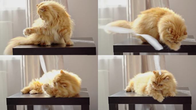 一只红色的大猫坐在桌子上。游戏的布带绕着它飞。毛毛用爪子抓住绳子，掉在桌子上