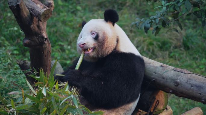 大熊猫养生