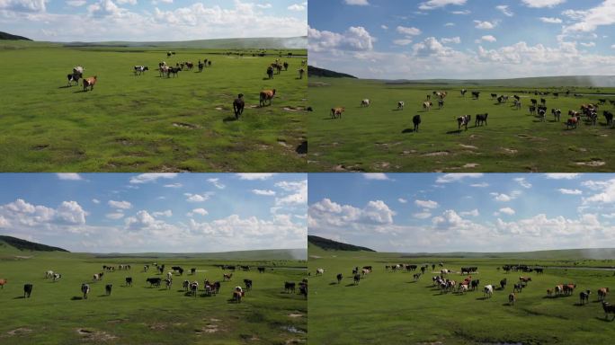 马群 羊群 内蒙古草原 牛群 草原