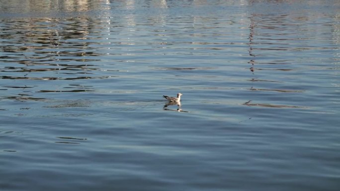 在阳光明媚的日子里，海鸥平静地在水里游泳，激起了小小的涟漪