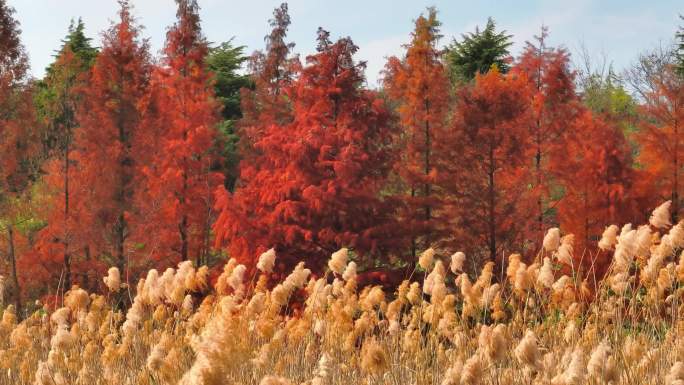 秋天芦苇和红衫