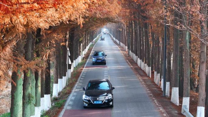 桐乡乡村水杉公路