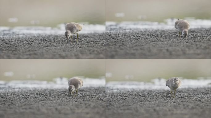 红结幼鱼觅食