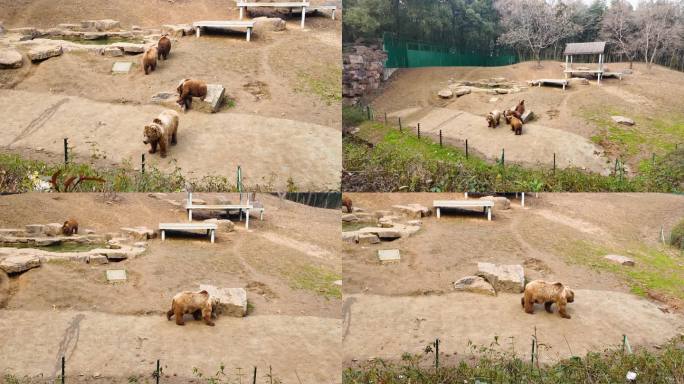 棕熊 狗熊 熊 动物园