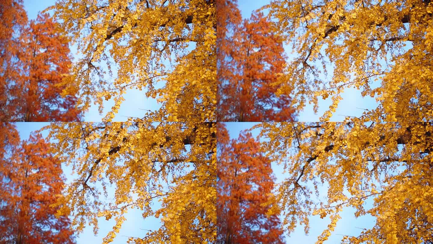 秋天的银杏和红杉