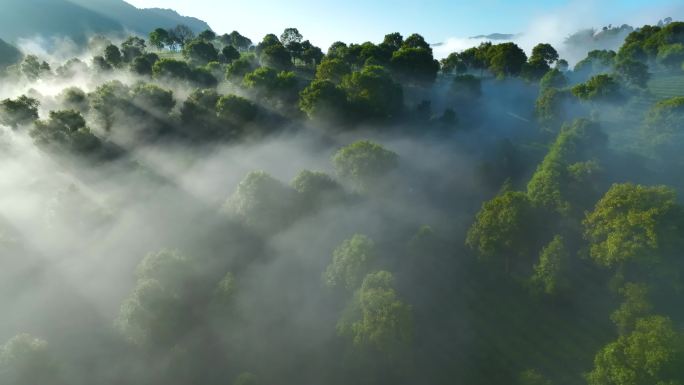 航拍云雾缭绕的茶山