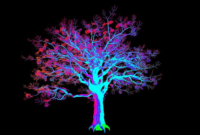 抽象树生长