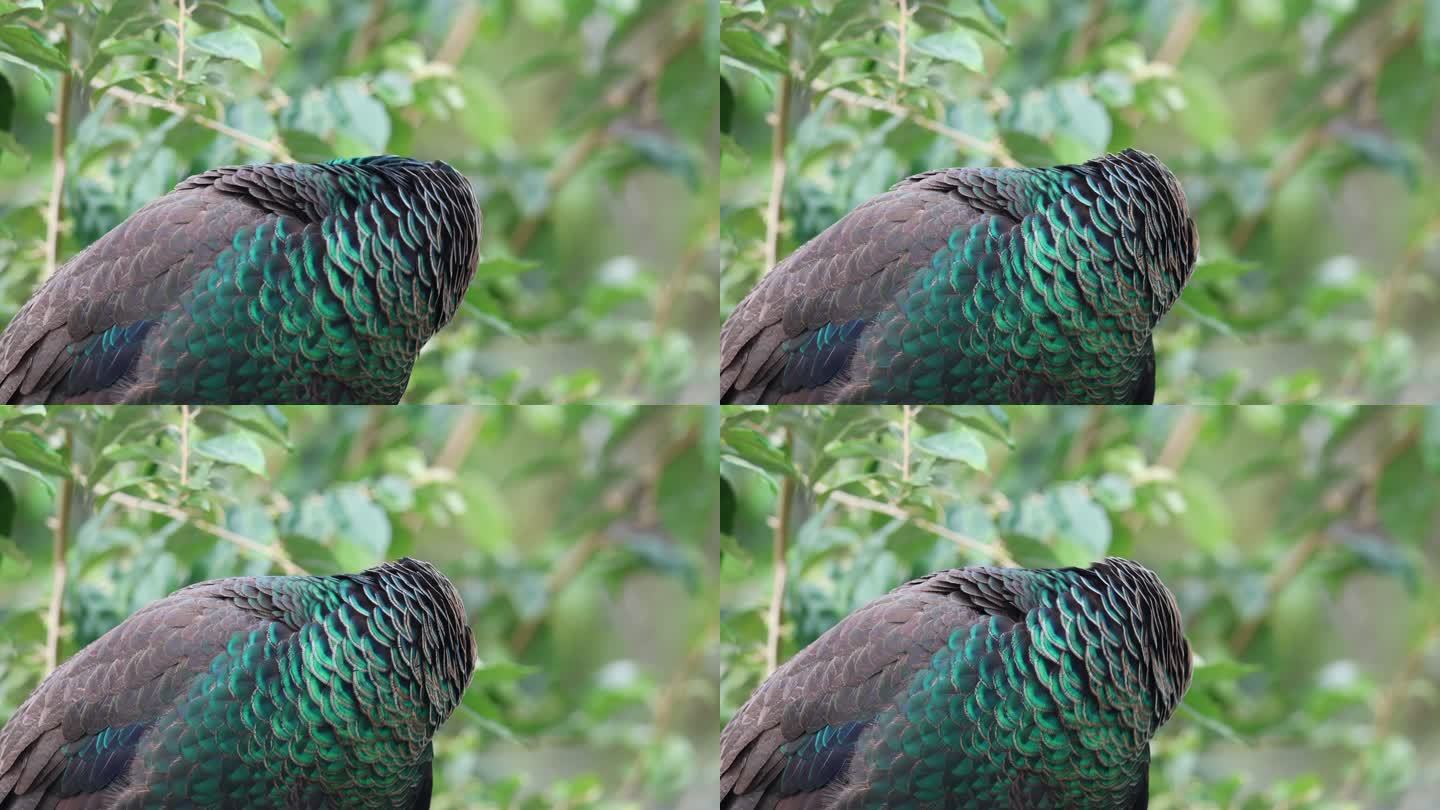 野生绿孔雀漂亮的羽毛颜色