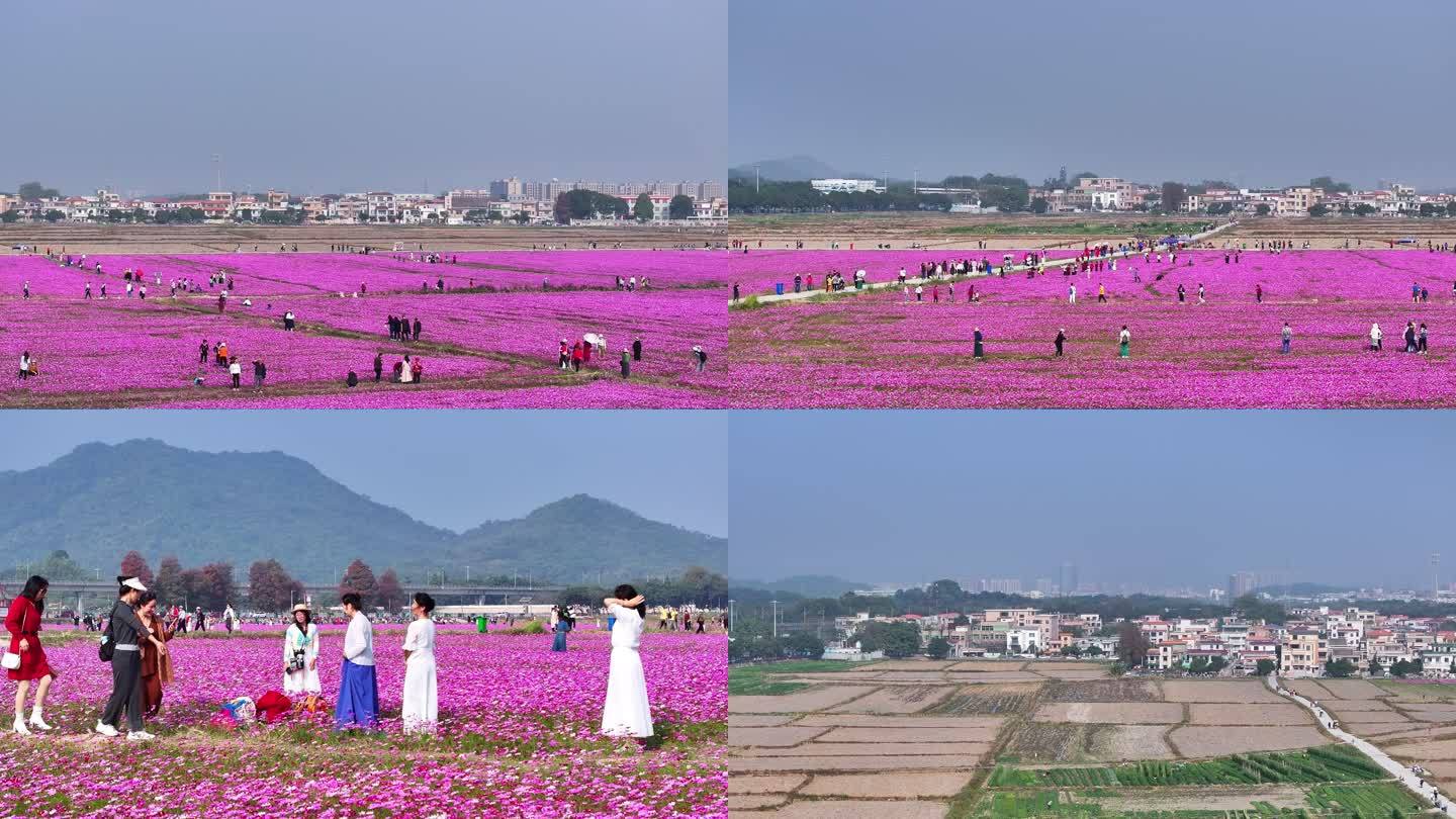 航拍中山崖口格桑花 花海1