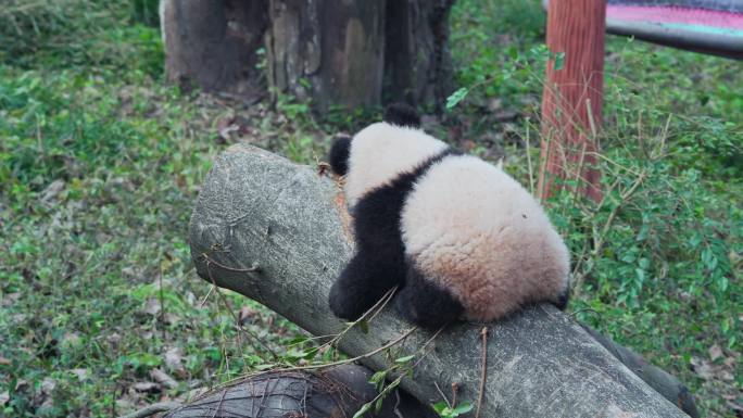熊猫幼崽宝宝