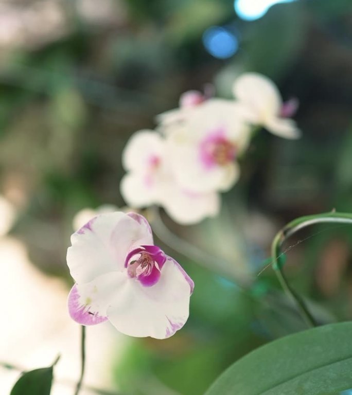 石斛是植物园里的兰花