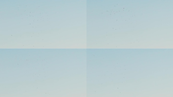 航拍4K海边空镜傍晚海鸥飞翔盘旋鸟群自由