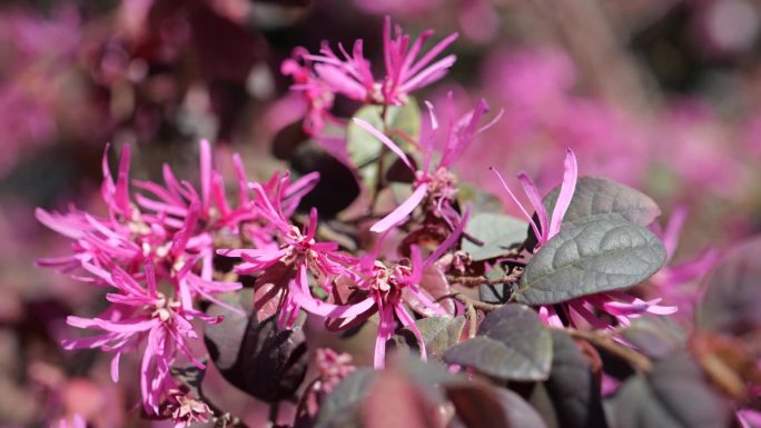 细节上的中国流苏带花(中国Loropetalum，琵琶红)。植物园中的紫粉色植物