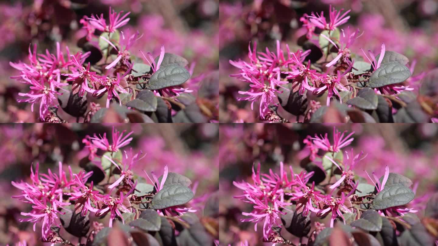 细节上的中国流苏带花(中国Loropetalum，琵琶红)。植物园中的紫粉色植物