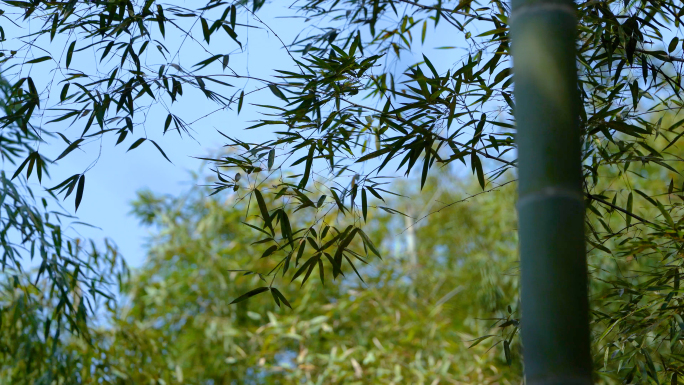 风吹竹林 竹子 竹叶