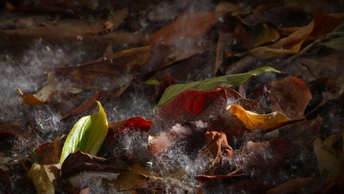 植物花絮 风吹花絮 1