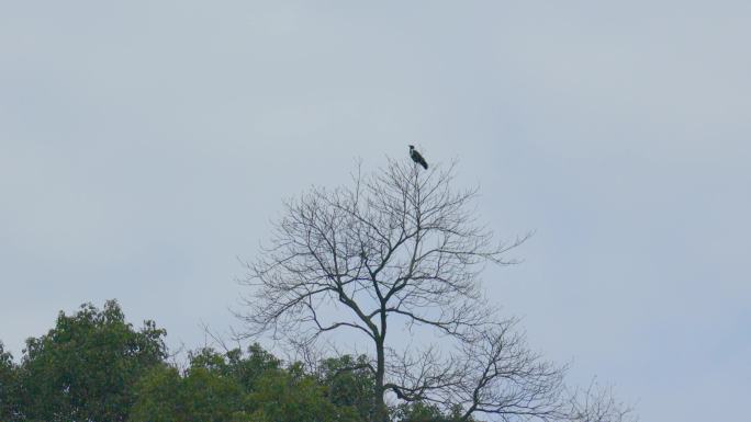 野生鸟类-白颈鸦