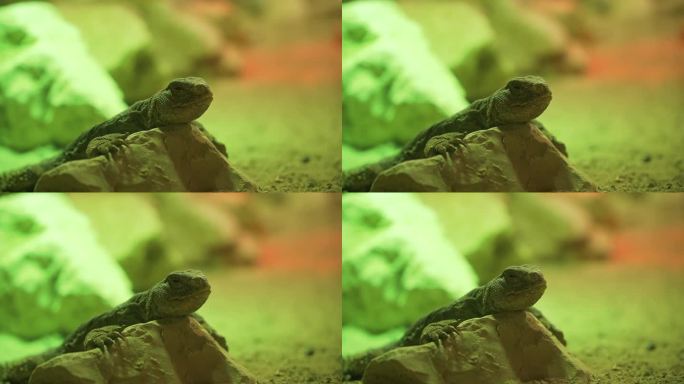 小蜥蜴在爬行动物动物园的岩石上休息。
