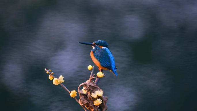 冬季翠鸟站在蜡梅树枝上捕鱼
