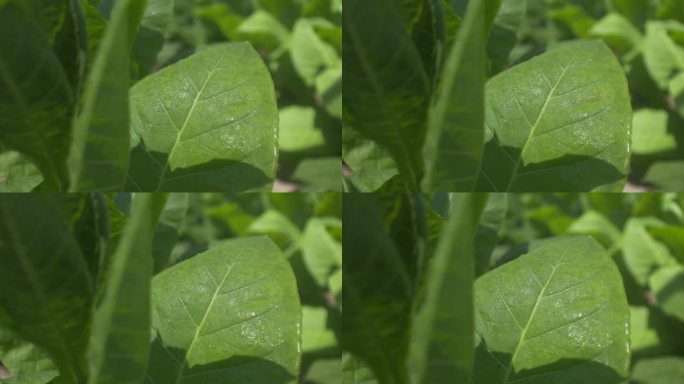 绿色   植物   烟叶