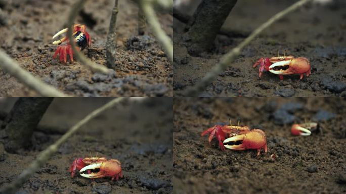 红树林招潮蟹觅食