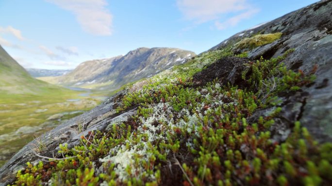 北极苔原。美丽的大自然挪威的自然景观。
