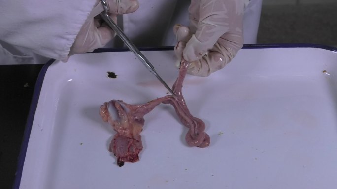 鸡解剖 托盘 内脏 剪开鸡肫 肠道