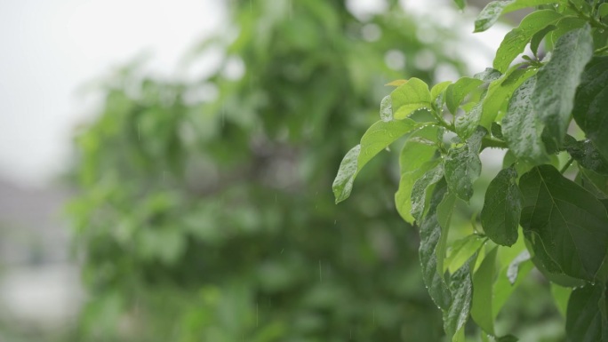 雨滴固定在绿叶上热带森林的雨天雨水落在树上，树叶按季节下雨。
