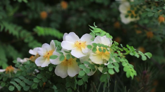 华北植物园中的蔷薇花