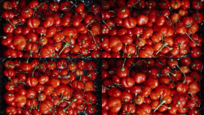 “火鸡之星”品种的红辣椒在盛有水的容器中冲洗干净。特写镜头，慢镜头。