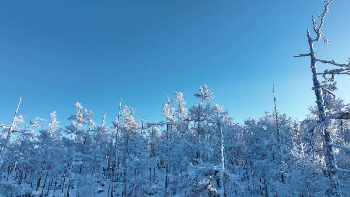 森林雪松雪林雾凇银装素裹