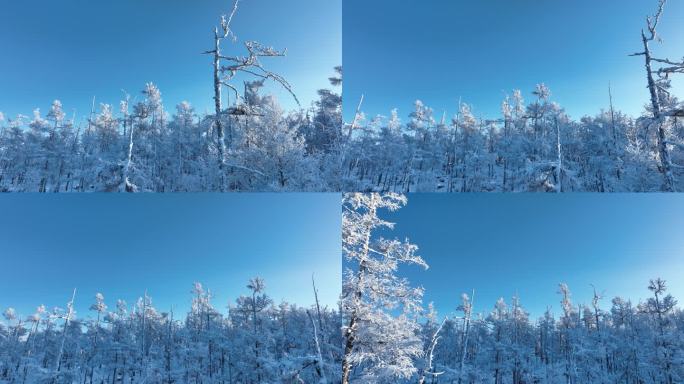 森林雪松雪林雾凇银装素裹