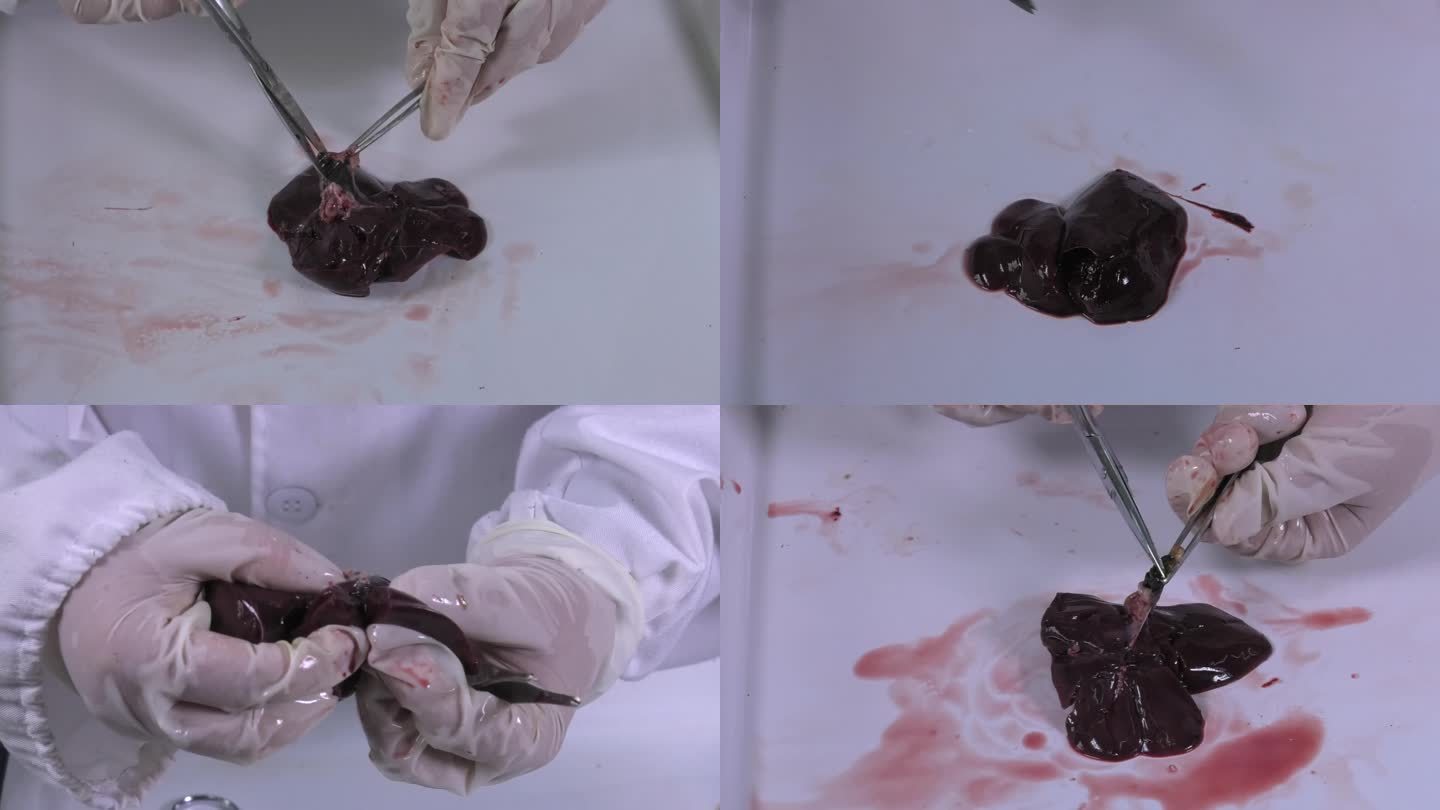 鸡解剖 内脏 肝脏 肝横切面 剪破胆汁