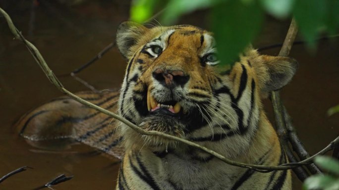 一只美丽的孟加拉虎(panthera tigris)在水坑里放松，慢动作