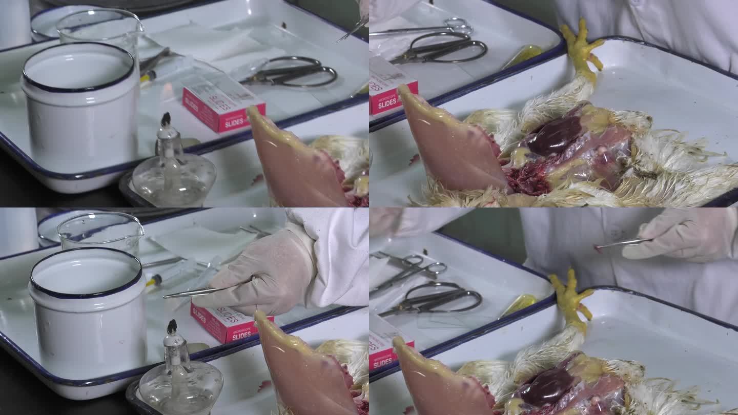 实验室 消毒工具 病死鸡 取肝脏 载玻片