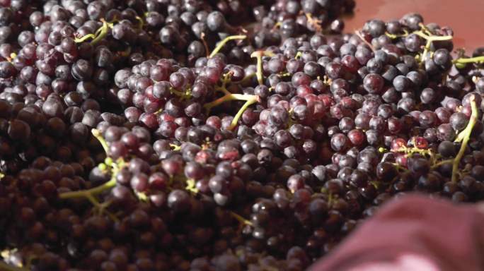 葡萄酒酿造前期流程-葡萄清洗挑拣