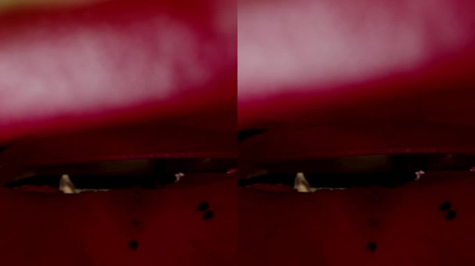 垂直视频。相机可以捕捉到吃完的火龙果或火龙果内部的微距镜头。