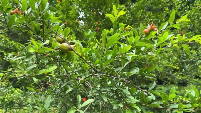 春天的野果在森林自然，石榴果树绿叶红果，但生将成熟，秋天在伊朗自然徒步旅行的风景，美味多汁的酸味水果