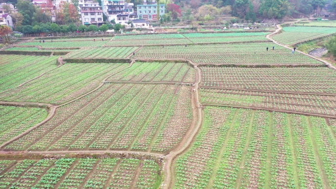 国清寺，油菜田，稻田