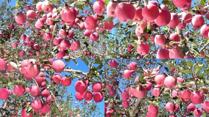 红苹果4K-片红富士苹果着色 树上苹果