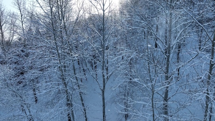 杨树雪景树枝挂雪
