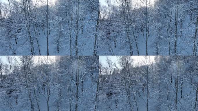 杨树雪景树枝挂雪