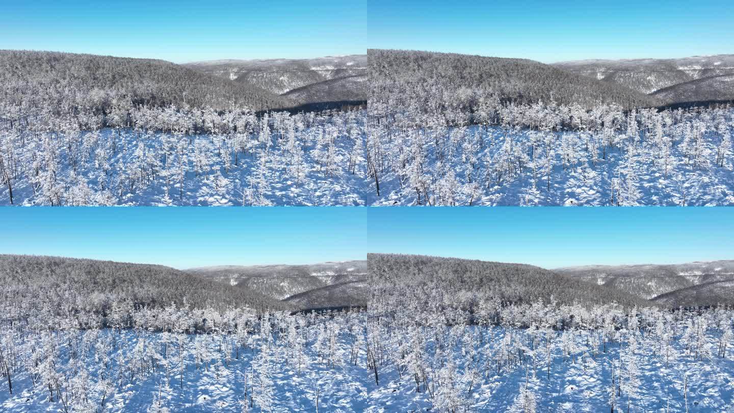 大兴安岭上森林雪松雾凇林海雪原