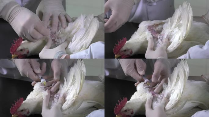 鸡渗透压 托盘 实验工具 白鸡 翅膀抽血