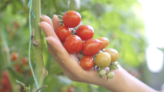 农业小番茄圣女果种植 采摘